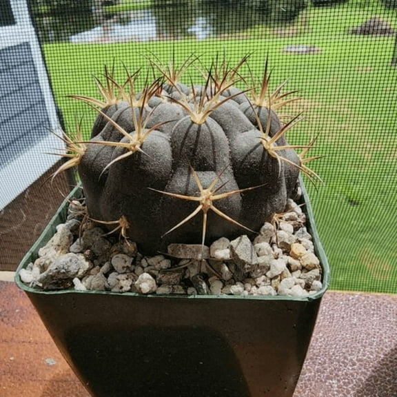Cactiandexotica Gymnocalycium Saglionis Cactus, Giant Chin Cactus, Live Plant in 3" pot