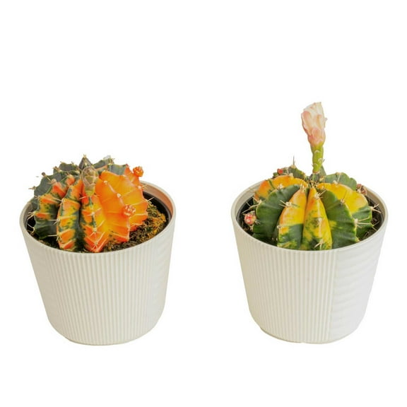 Costa Farms 10" Variegated Moon Cactus Live House Indoor Plant in 4" Decor Pot 2 (Count)