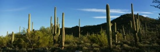 Cactus Canvas Art - Panoramic Images (36 x 12)