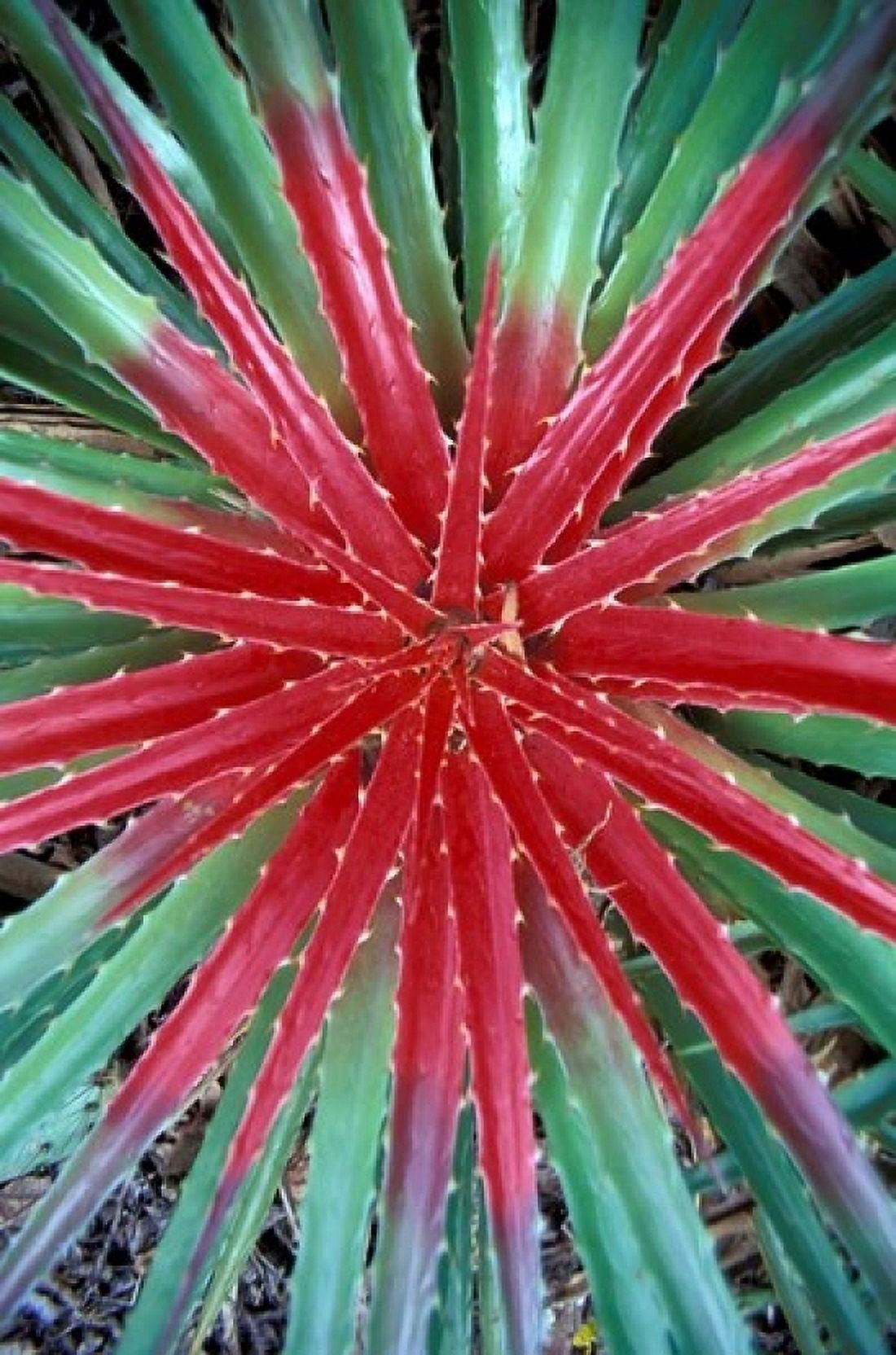 Cactus Detail Chrstoffel National Park Curacao Caribbean Canvas Art - Robin Hill DanitaDelimont (24 x 36)