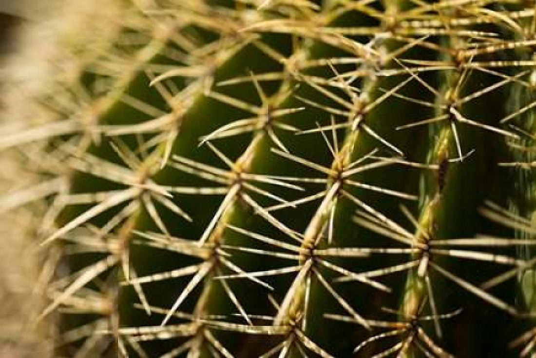 Cactus Detail I Canvas Art - Erin Berzel (24 x 36)