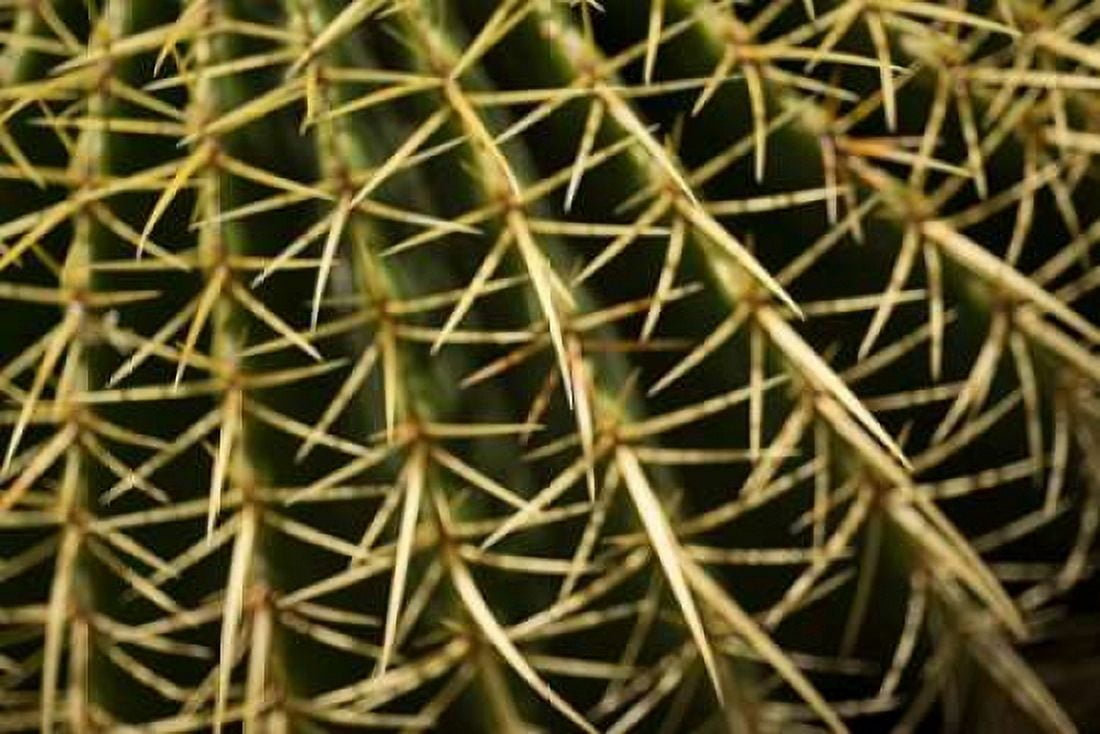 Cactus Detail II Canvas Art - Erin Berzel (12 x 18)