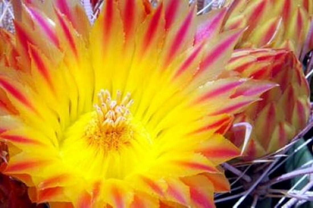 Cactus Flower I Canvas Art - Douglas Taylor (24 x 36)