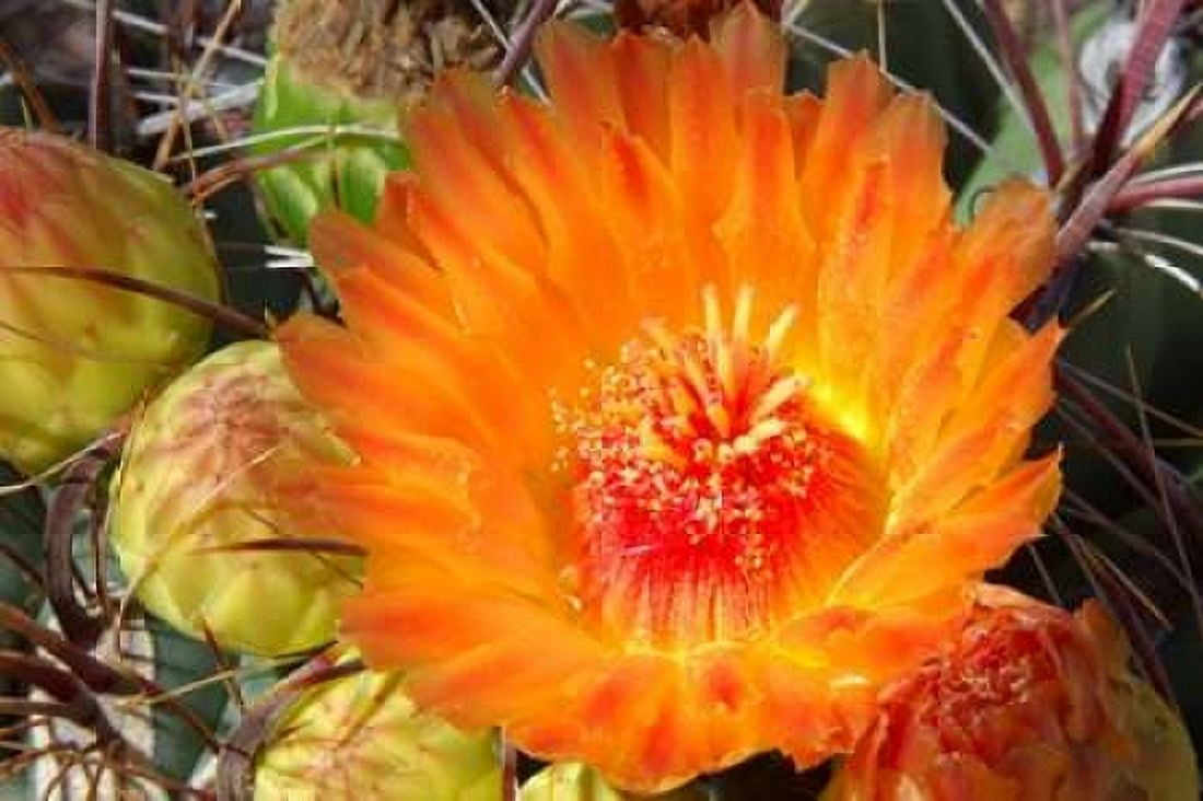 Cactus Flower II Canvas Art - Douglas Taylor (12 x 18)