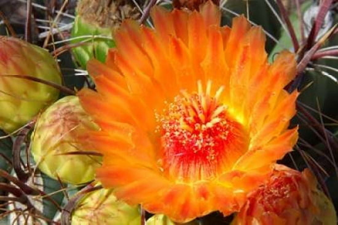 Cactus Flower II Canvas Art - Douglas Taylor (24 x 36)