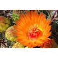 thumbnail image 1 of Cactus Flower II Poster Print by Douglas Taylor (12 x 18), 1 of 1