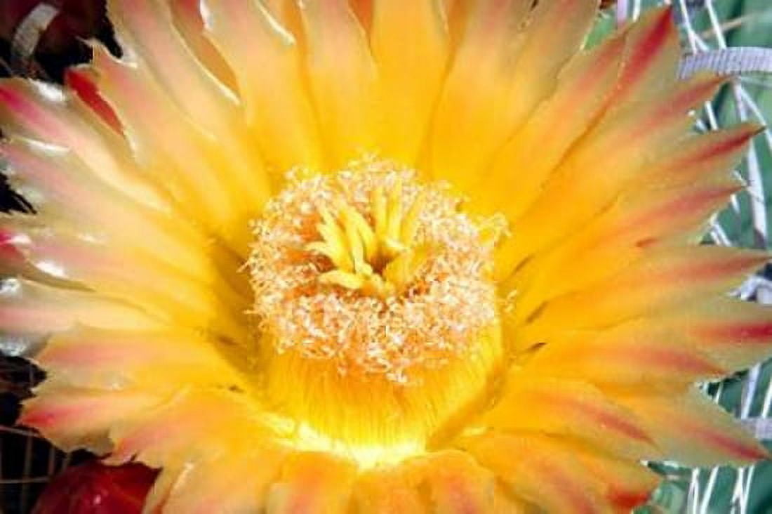 Cactus Flower III Canvas Art - Douglas Taylor (12 x 18)