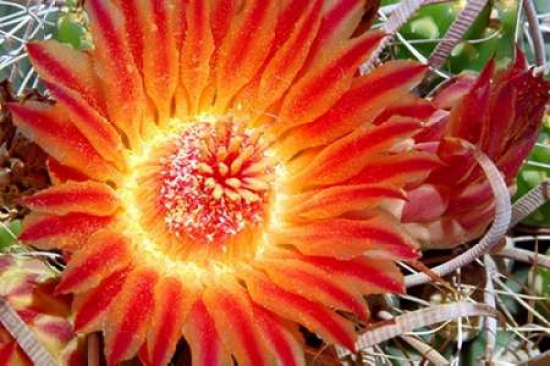 Cactus Flower IV Canvas Art - Douglas Taylor (12 x 18)