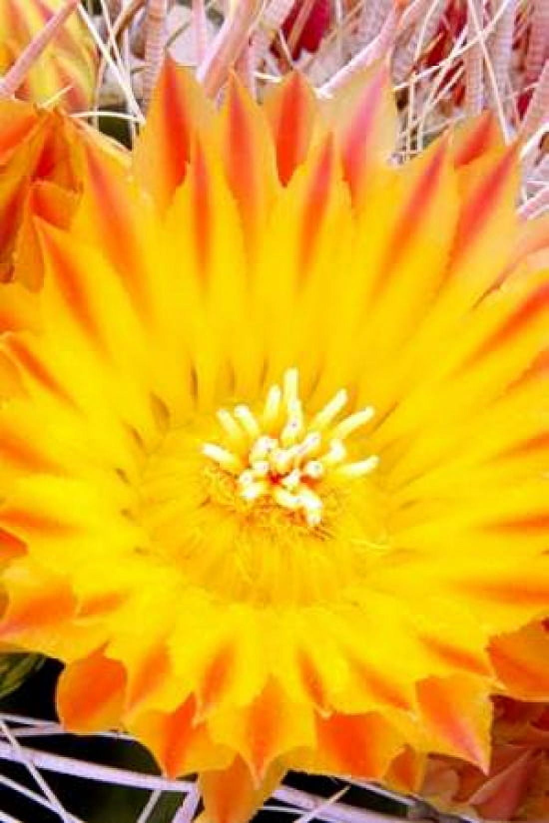 Cactus Flower V Canvas Art - Douglas Taylor (24 x 36)