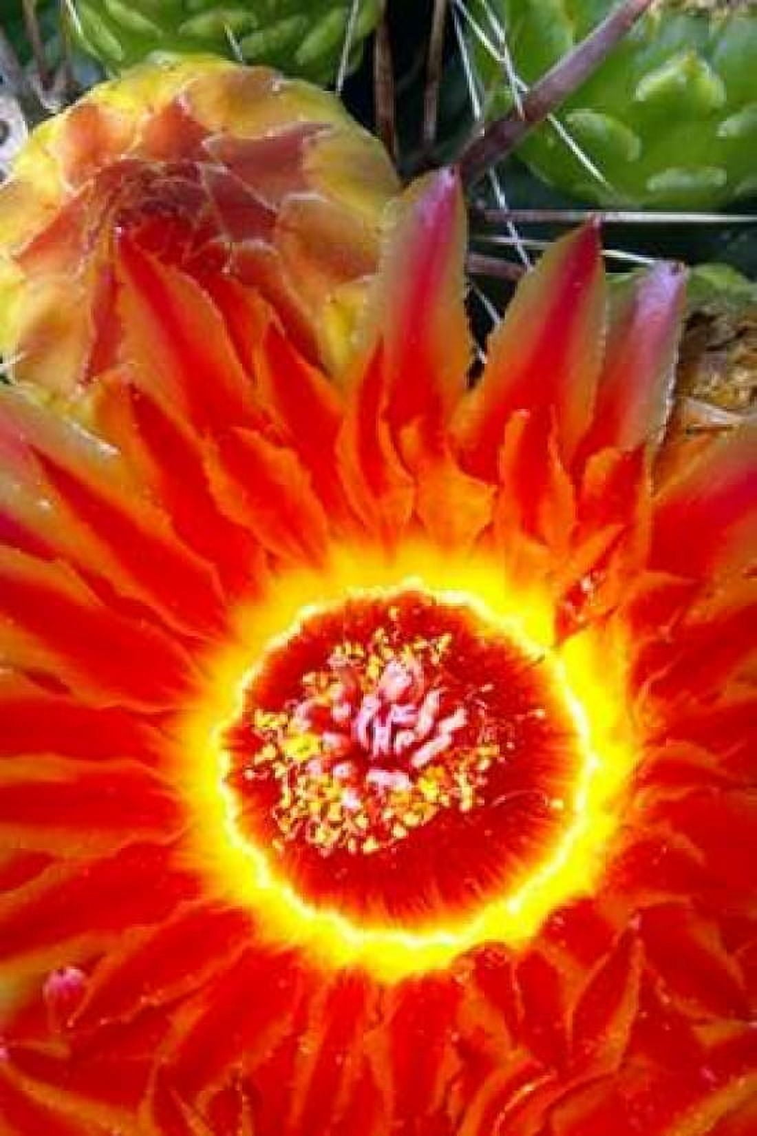 Cactus Flower VI Canvas Art - Douglas Taylor (24 x 36)