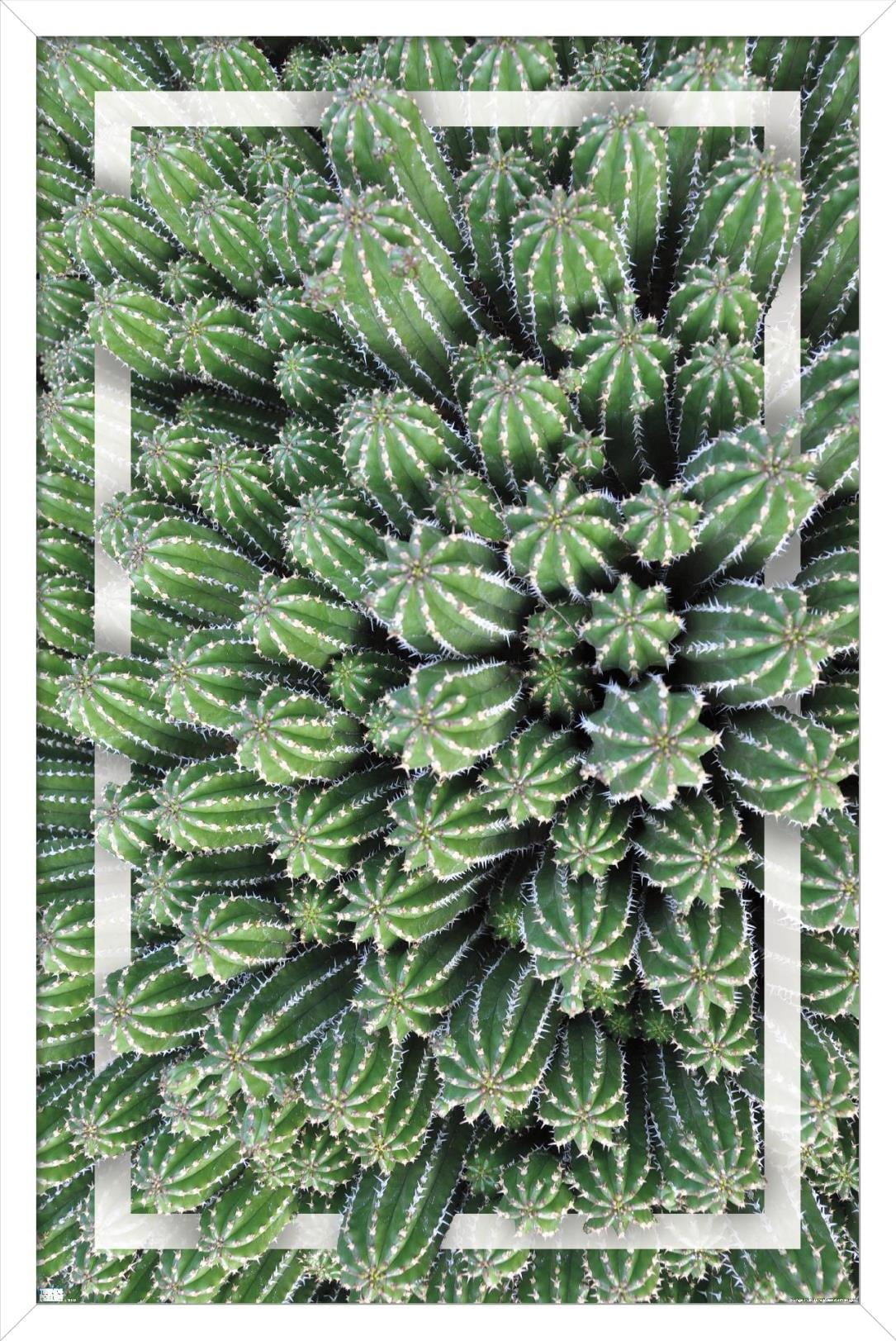 Cactus - Group Wall Poster, 22.375" x 34", Framed