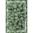 thumbnail image 1 of Cactus - Group Wall Poster, 22.375" x 34", 1 of 4