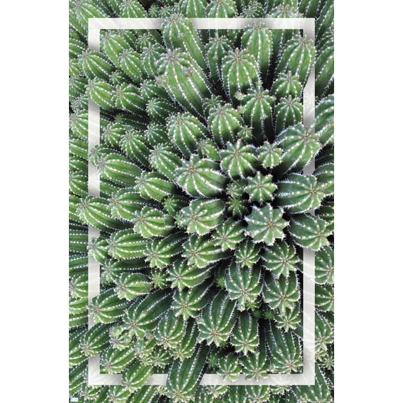 Cactus - Group Wall Poster, 22.375" x 34"