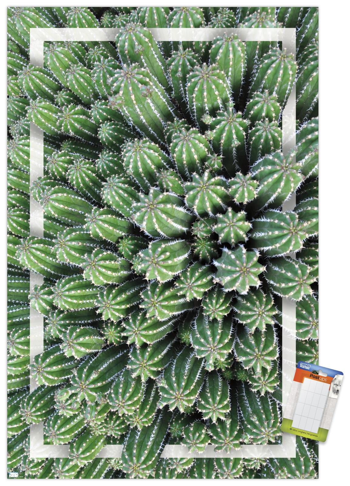 Cactus - Group Wall Poster, 22.375" x 34"