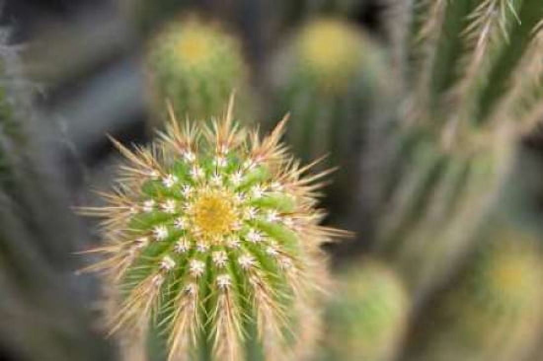 Cactus I Canvas Art - Karyn Millet (12 x 18)