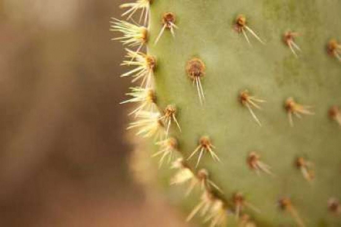 Cactus II Canvas Art - Karyn Millet (12 x 18)