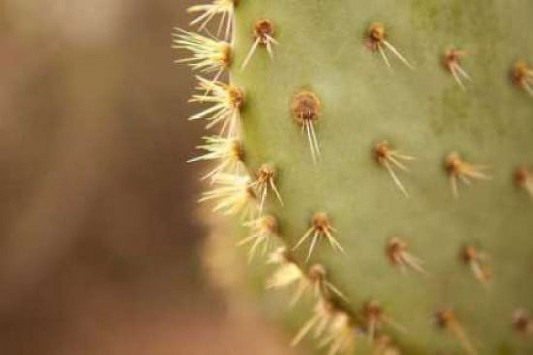 Cactus II Canvas Art - Karyn Millet (24 x 36)