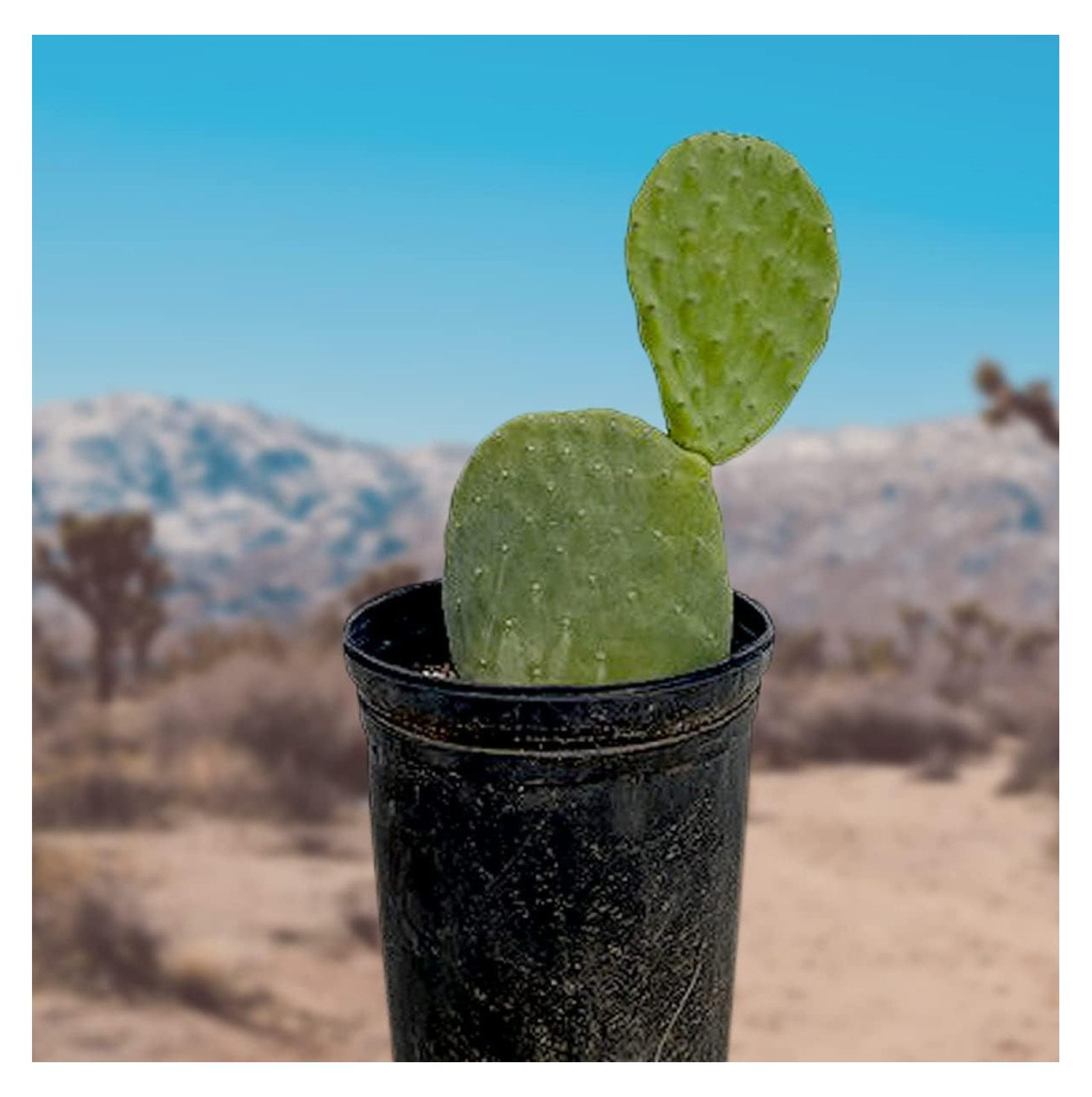 Cactus Outlet Nopal Prickly Pear Cactus Plants Live Live Cactus