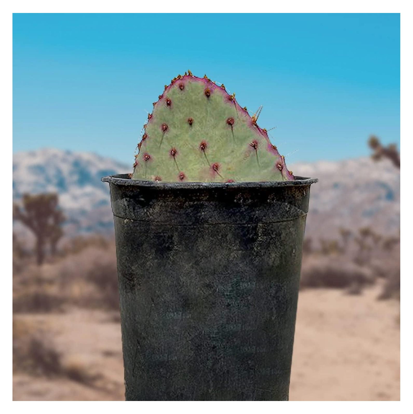 Cactus Outlet Santa Rita Prickly Pear Cactus Plants Live Live