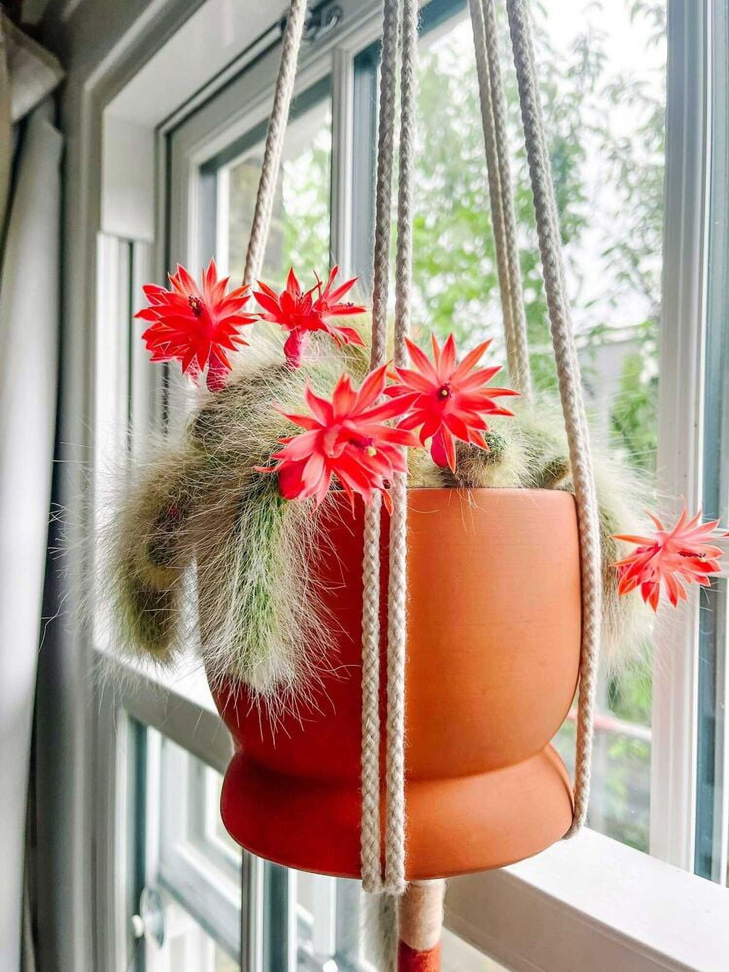 Cactus Plant Monkey Tail 3 inch + Long Live Plants In 2” Pot