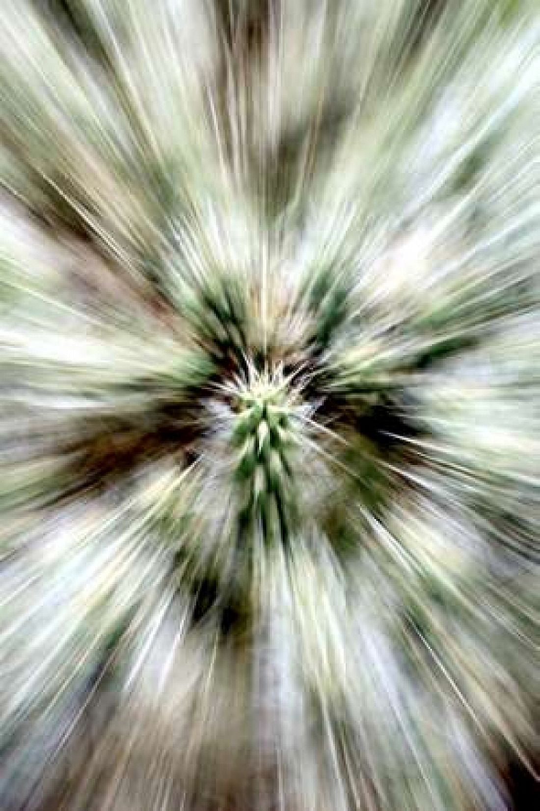 Cactus Spines Canvas Art - Douglas Taylor (12 x 18)