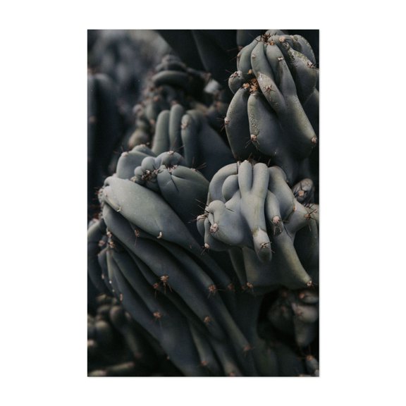 Cactus Texture - Visalia California Photography Cactus Botanical Desert Nature Abstract Surrealism Minimalist Unframed Wall Art Print 4 x 6 inches