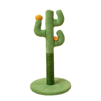 mistletoe cactus rhipsalis baccifera Rhipsalis baccifera 'Oasis' – Mistletoe Cactus, Pet Safe Trailing Plant –  Plant Studio main image 0
