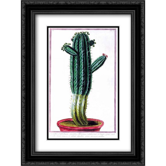Cactus, Tithymalus 2x Matted 18x24 Black Ornate Framed Art Print by Bonelli, Giorgio