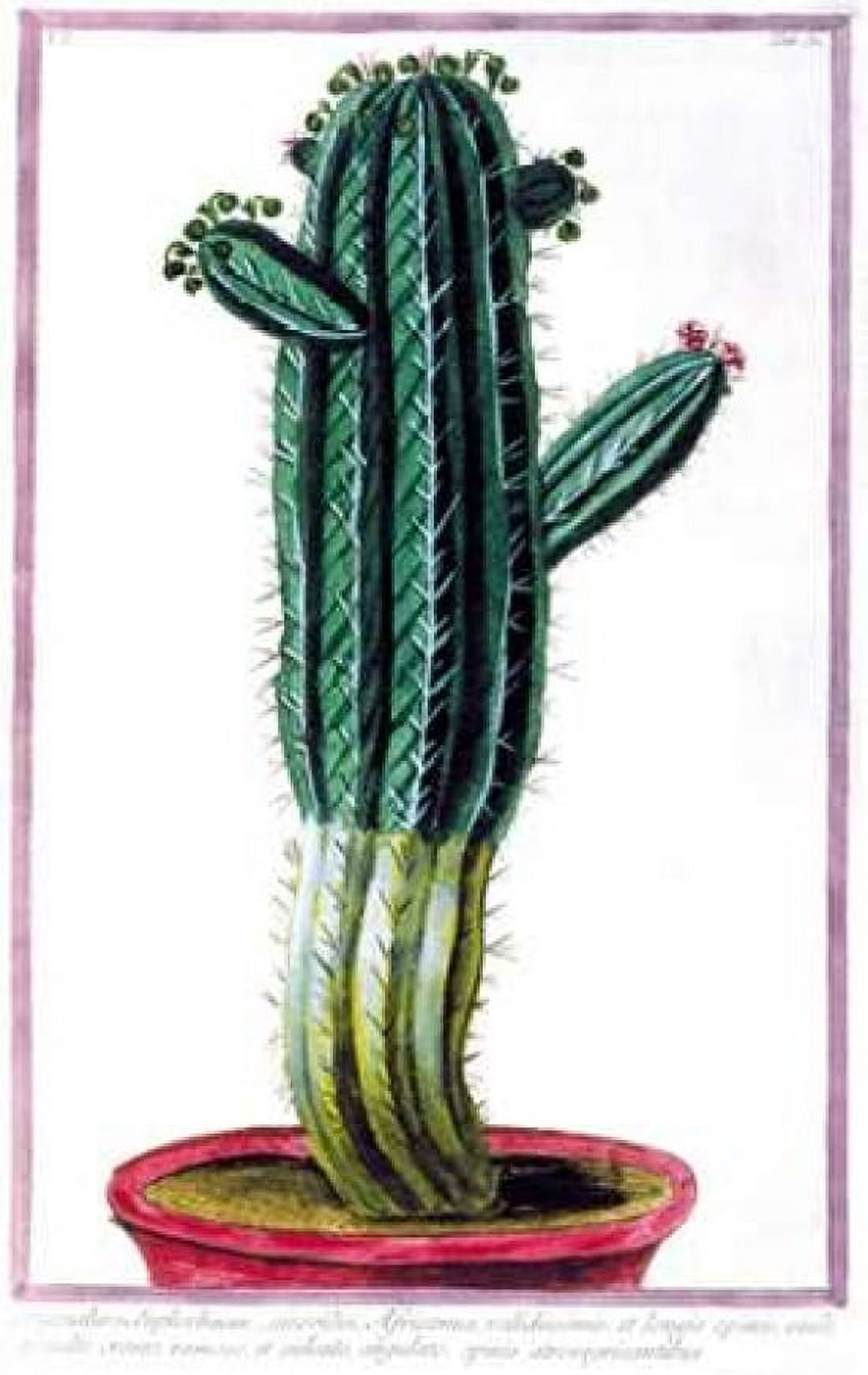 Cactus Tithymalus Canvas Art - Giorgio Bonelli (12 x 18)