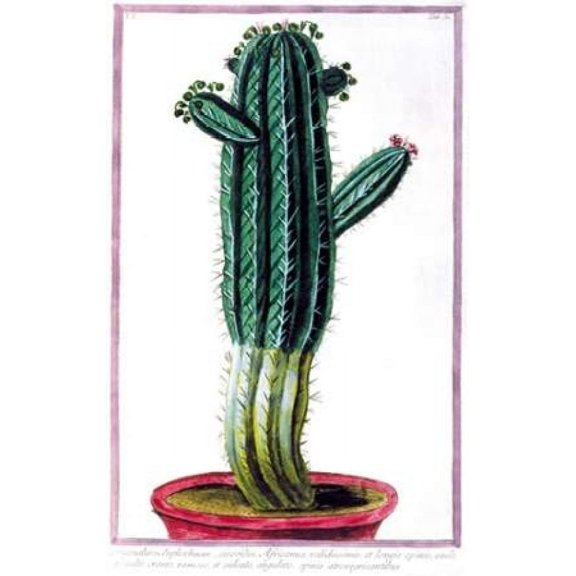 Cactus Tithymalus Poster Print by Giorgio Bonelli