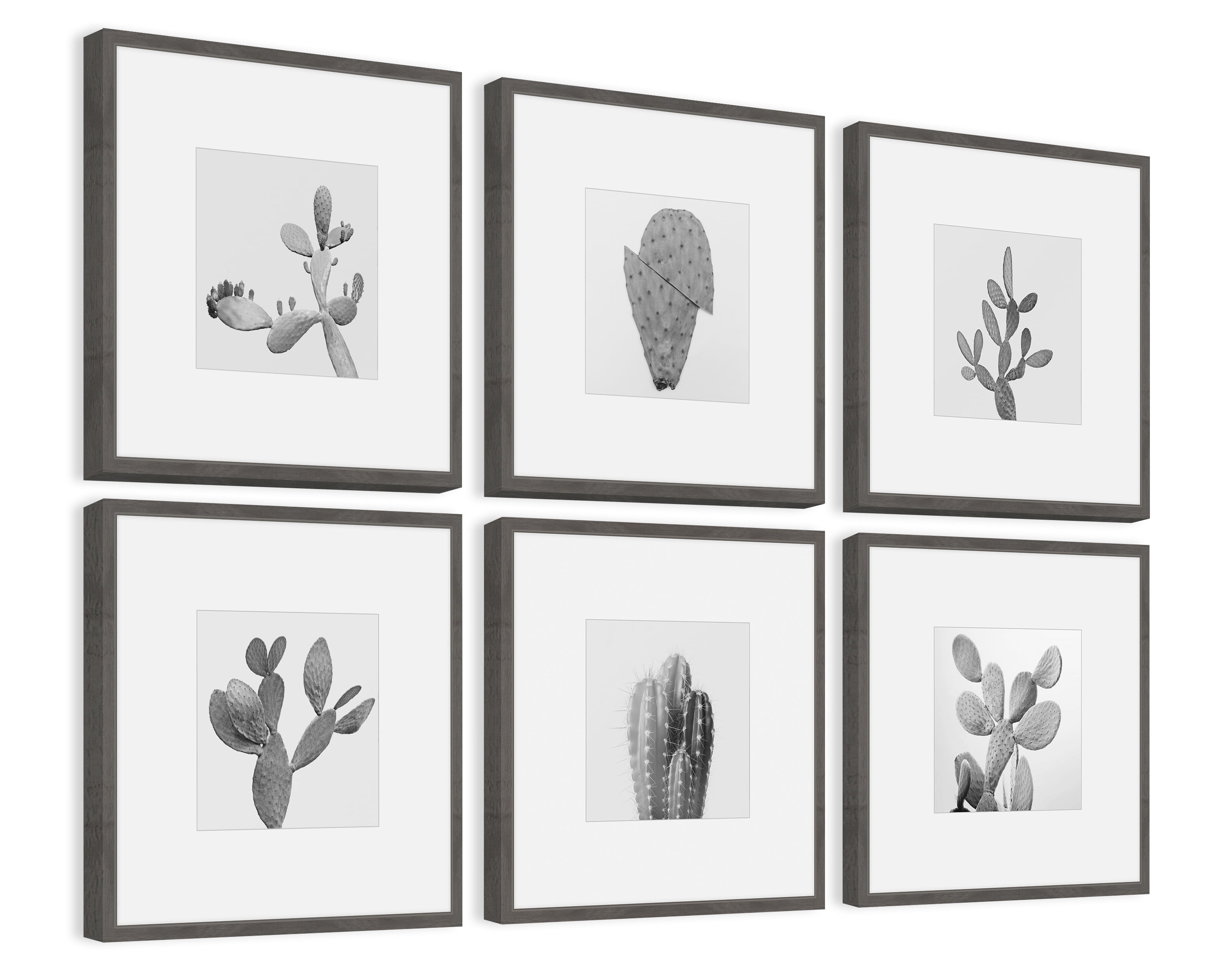 Cactus Variety Ii He x aptych, Art Prints, 54.00" x 1.50"