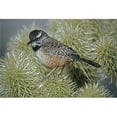 thumbnail image 1 of Cactus Wren Campylorhynchus Brunneicapillus In Cactus Spines - Arizona USA Poster Print - 36 x 24, 1 of 1