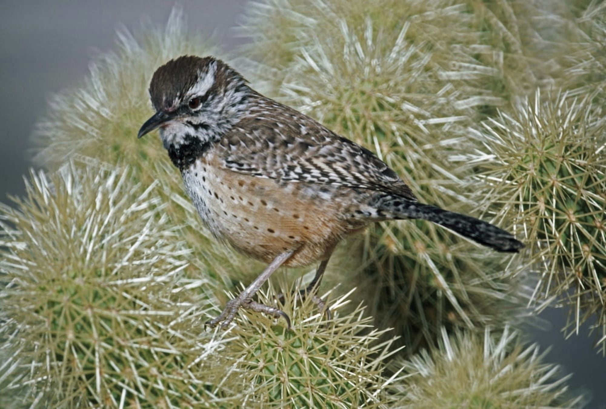 Cactus Wren (Campylorhynchus Brunneicapillus) In Cactus Spines Arizona Usa Canvas Art - David Ponton Design Pics (18 x 12)
