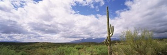 Cactus in a desert Saguaro National Monument Tucson Arizona USA Canvas Art - Panoramic Images (36 x 12)