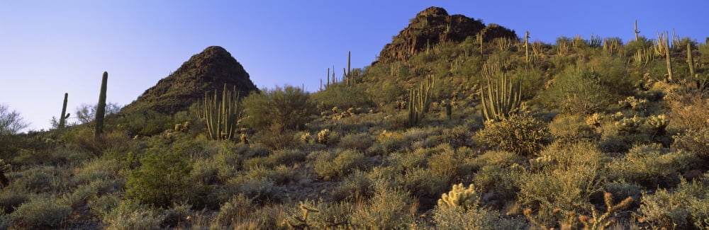 Cactus in a desert Teddy Bear Cholla Pass New Mexico Arizona USA Canvas Art - Panoramic Images (6 x 18)