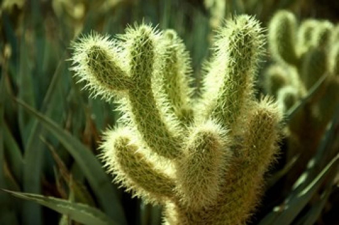 Cactus in sunlight Canvas Art - Panoramic Images (36 x 24)