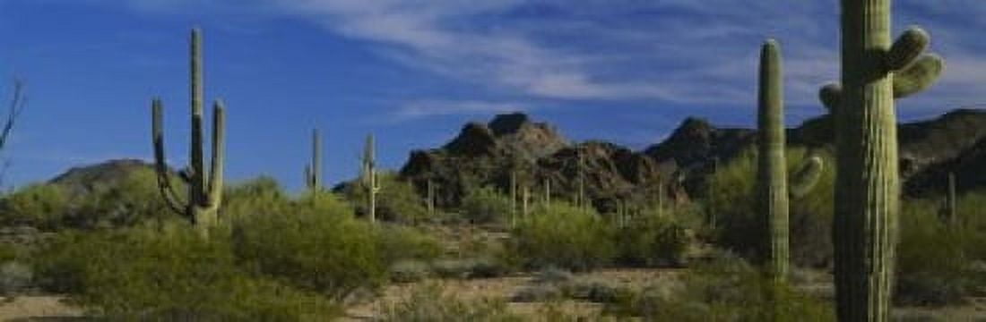 Cactus plant on a landscape Sonoran Desert Organ Pipe Cactus National Monument Arizona USA Canvas Art - Panoramic Images (18 x 6)