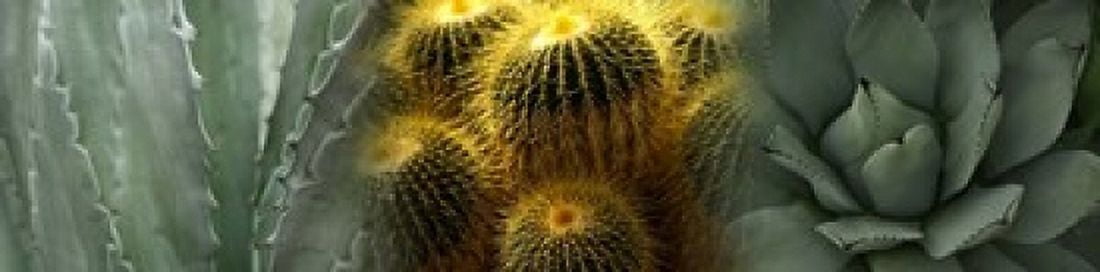 Cactus plants Canvas Art - Panoramic Images (20 x 5)