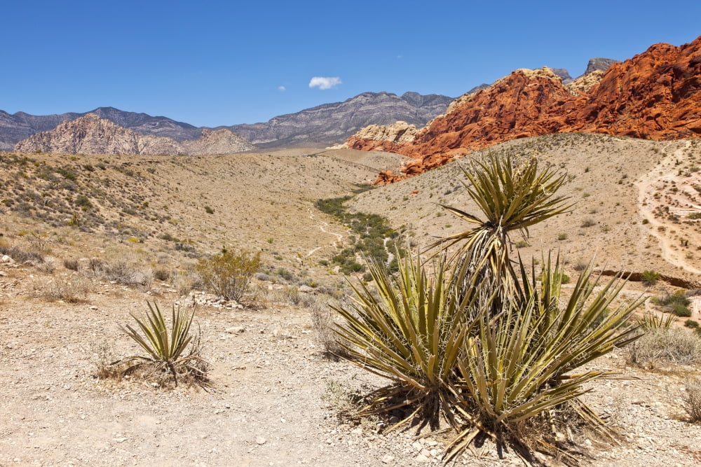 Cactus plants in Red Rock Canyon National Conservation Area near Las Vegas Nevada USA Canvas Art - Panoramic Images (36 x 12)