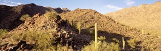 Cactus plants on a landscape Sierra Estrella Wilderness Phoenix Arizona USA Canvas Art - Panoramic Images (36 x 12)