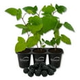 thumbnail image 1 of Caddo Blackberry Plant - 3 Live Starter Plants - Rubus - Edible Fruit Bearing Bush for Patio and Garden, 1 of 6