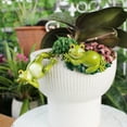 thumbnail image 1 of Cadorn Frog - Shaped Hanging Planter - Ceramic Succulent/Flower Pot for Indoor Decor, 1 of 8