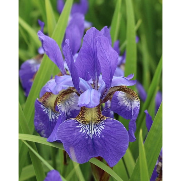 Caesar's Brother Siberian Iris - 3 root divisions