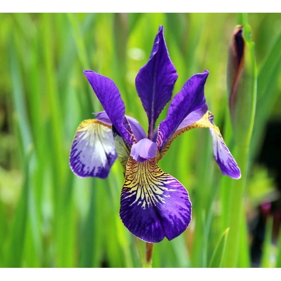 Caesar's Brother Siberian Iris - Deep Velvety Blue - Gallon Pot