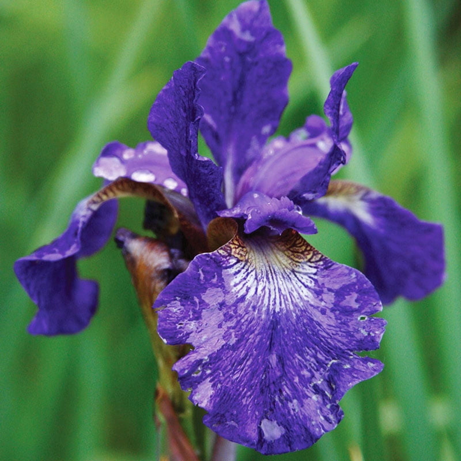 Caesars Brother Blue Siberian Iris Flower Bulbs - 5 Roots per Pack - Deer Resistant - Good as Cut Flowers - Naturalizing - Perennializing - Easy to Grow Live Plants - Outdoor Garden