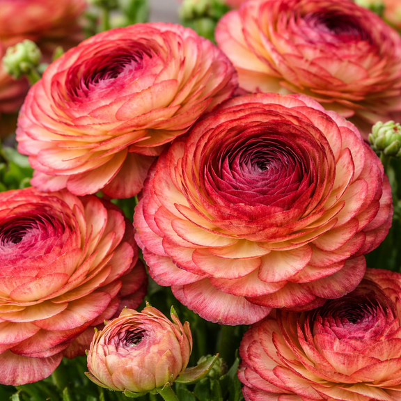 Caf Ranunculus Corms for Planting Romantic Blush & Champagne Double Blooms Spring Flowering Buttercup Bulbs Cut Flower Garden Favorite (10 Corms)