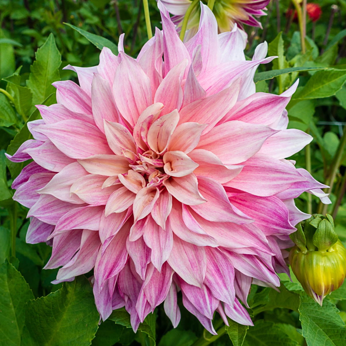 Café au Lait Royal Dahlia Dormant Summer Flowering Bare Roots (1-Pack)