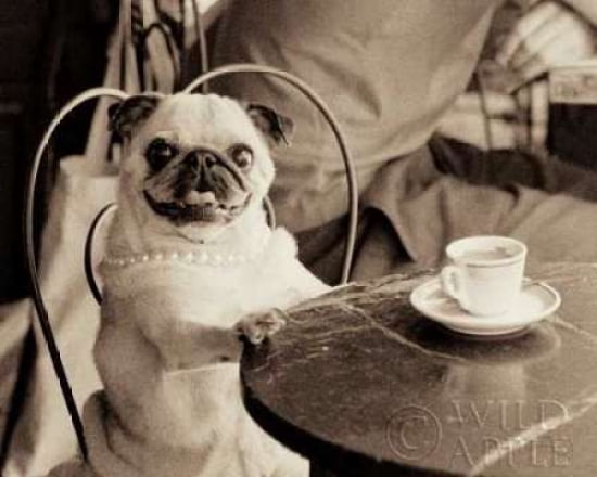 Cafe Pug Canvas Art - Jim Dratfield (24 x 30)