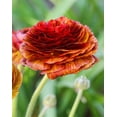 thumbnail image 1 of Cafe Ranunculus - 10 bulbs, 1 of 3