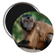 CafePress - Adorable Capuchin Monkey Photo Magnet - 2.25" Round Magnet, Refrigerator Magnet, Button Magnet Style